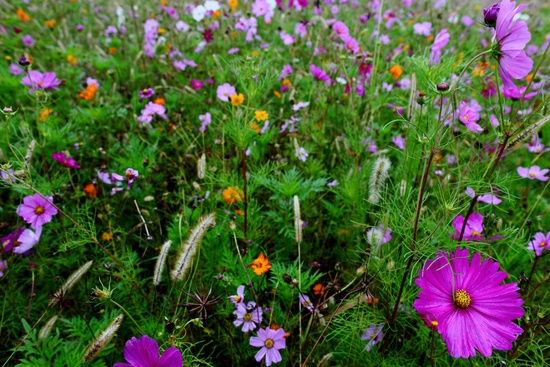 Autumn Flower Field Large Purple Flower