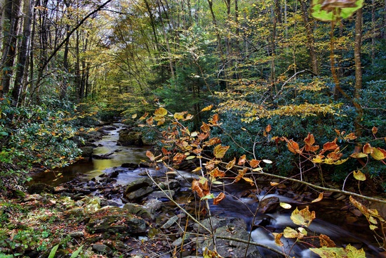 Autumn Forest Creek Foliage