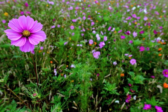 Autumn Tall Pink Flower