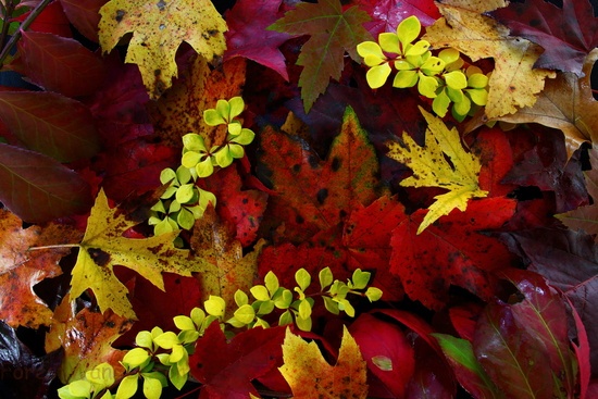 Fall Foliage Leaves