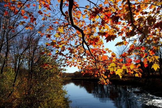 Fall Tree Branch Leaves Along River