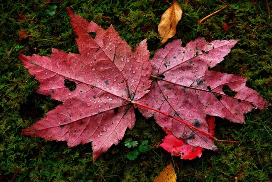 Red Autumn Maple Leaves Water Drops Moss