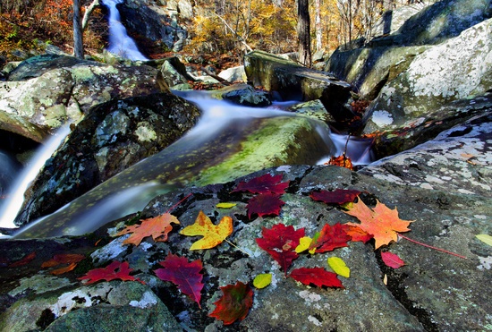 Autumn Leaves Near Waterfall
