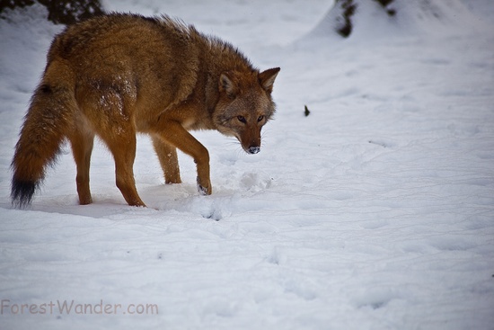 Coyote Face Snow