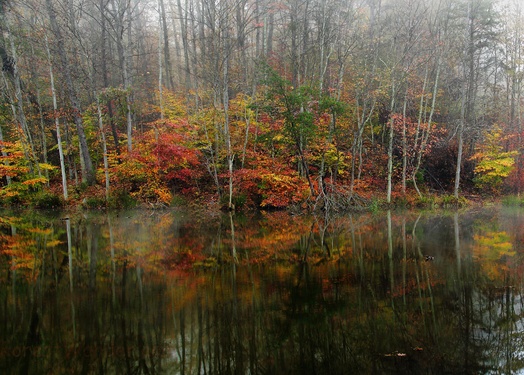 Duck Autumn Forest Fog Morning Reflection Lake