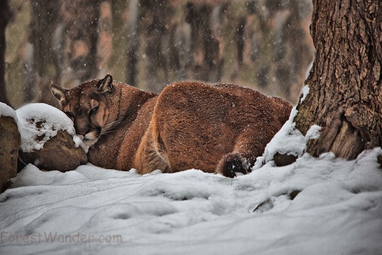 Mountain Cougar Snow Falling