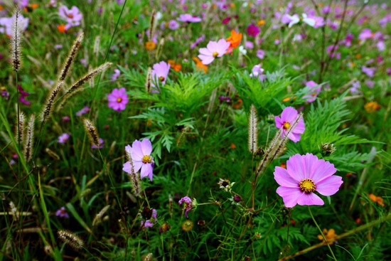 Autumn Flower Field Pink Flower