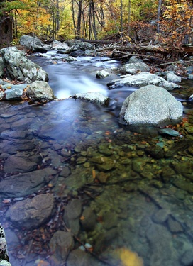 Autumn Forest Stream Flowing Water
