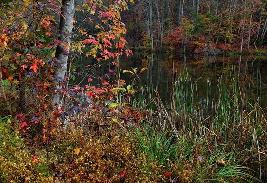 Autumn Lake Morning Foliage