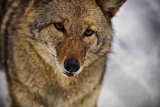 Coyote Face Tongue