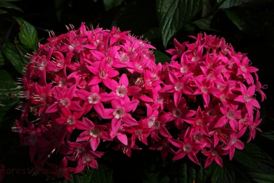 Pink Flower Bundles