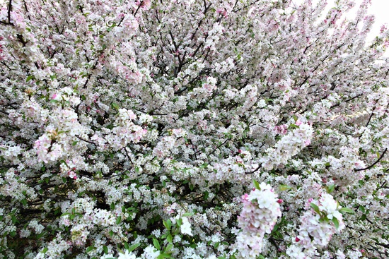 Spring Flowering Tree