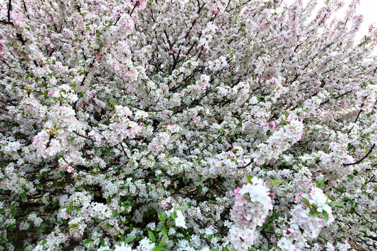 Spring Flowering Tree