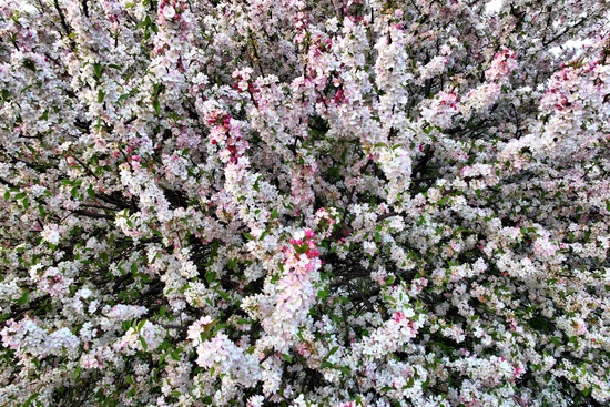 Flowery Spring Tree