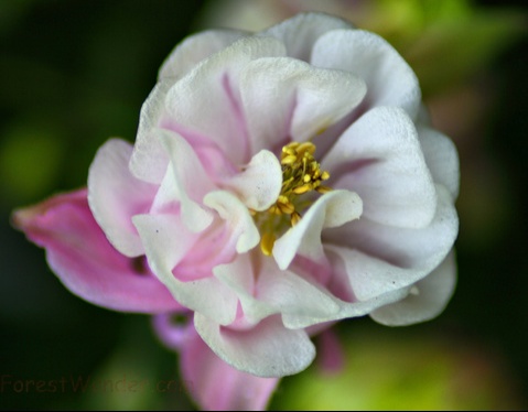 Spring Flower Macro