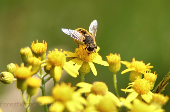 Macro Bee Gathering Pollen Yellow Flower