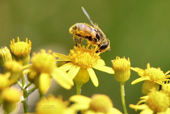 Bee Pollen Macro