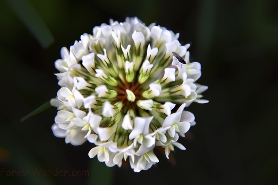 Clover Flower Macro