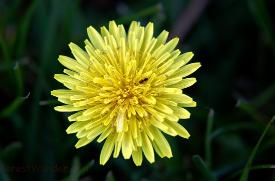 Hungry Ant and the Dandelion