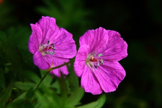 Twinn 4 O'clock Flowers Macro