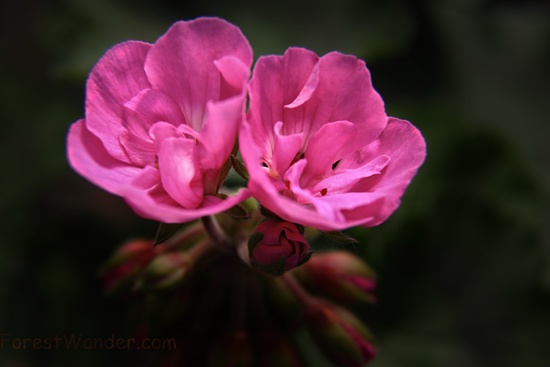 Twinn Pink Flowers