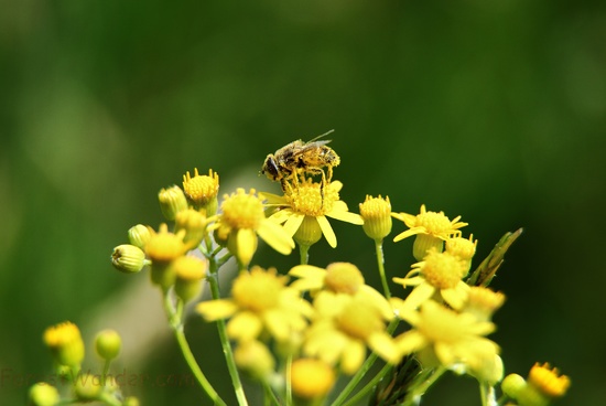 Considering Busy Honey Bee Macro