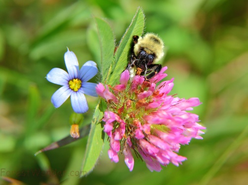 Bumble Bee Summer Clover