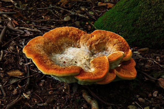 Giant Jack o Lantern Mushroom