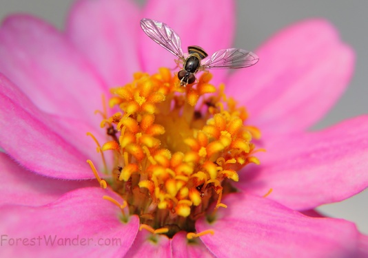 Hoverfly Flower Macro