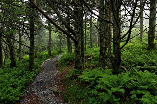 Forest Trail