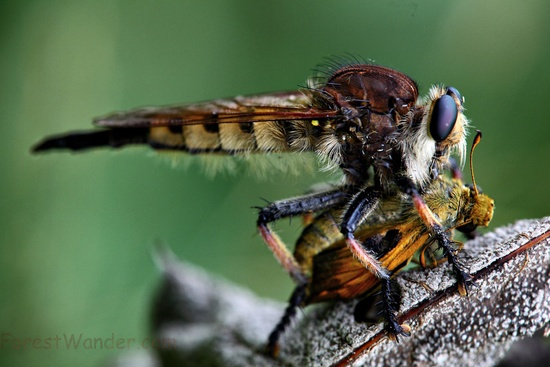 Robber Fly Eating