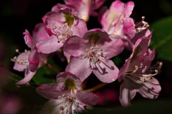 Mountain Rhododendron