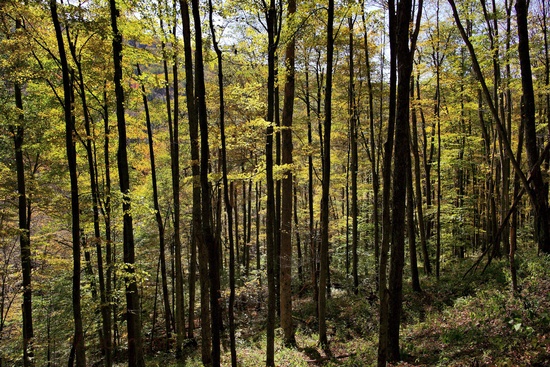 Yellow Fall Foliage Trees