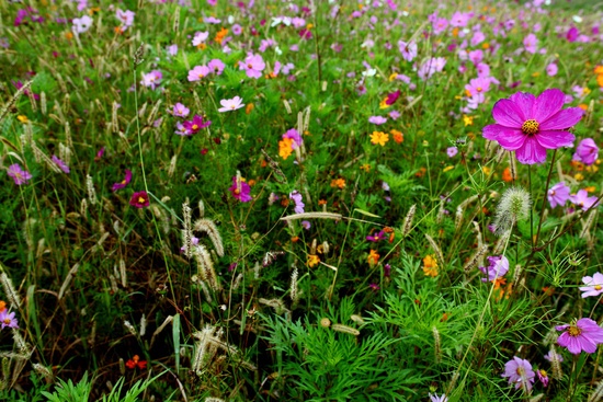 Autumn Flower Field Purple Flower