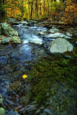 Creek Fall Foliage Leaf Floating