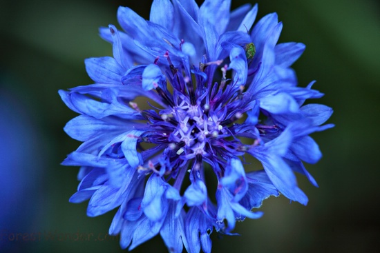 Blue Flower Hidden Grasshopper