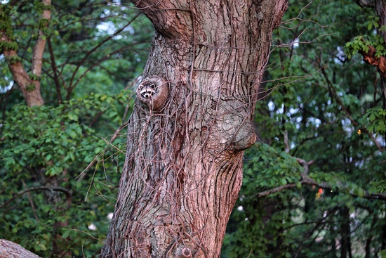 Raccoon Face Tree Hollow