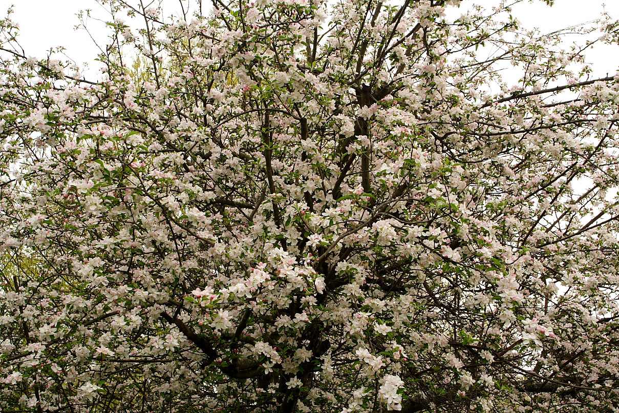 Apple+Flowers+Tree