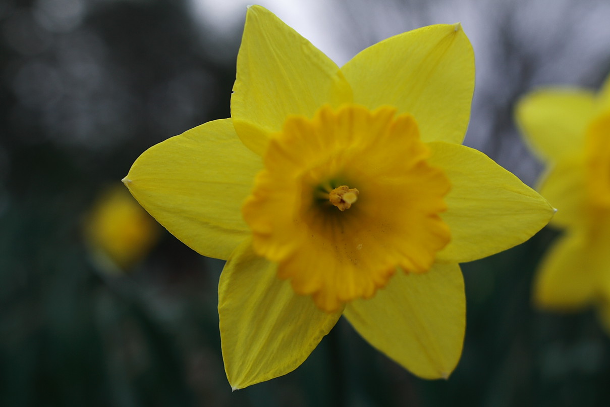Daffodil-Flower.JPG