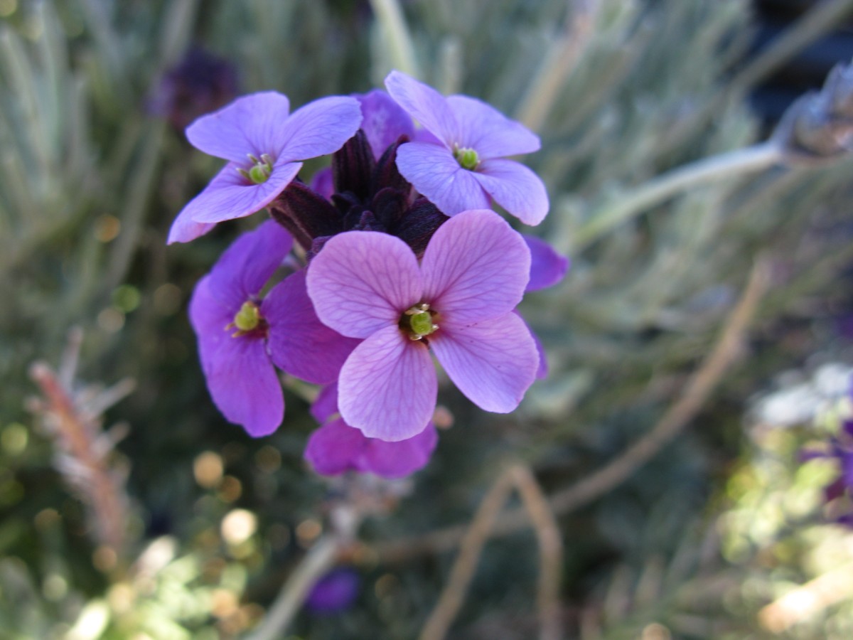 Purple Flowers Cluster Flowers Free Nature Pictures By Forestwander