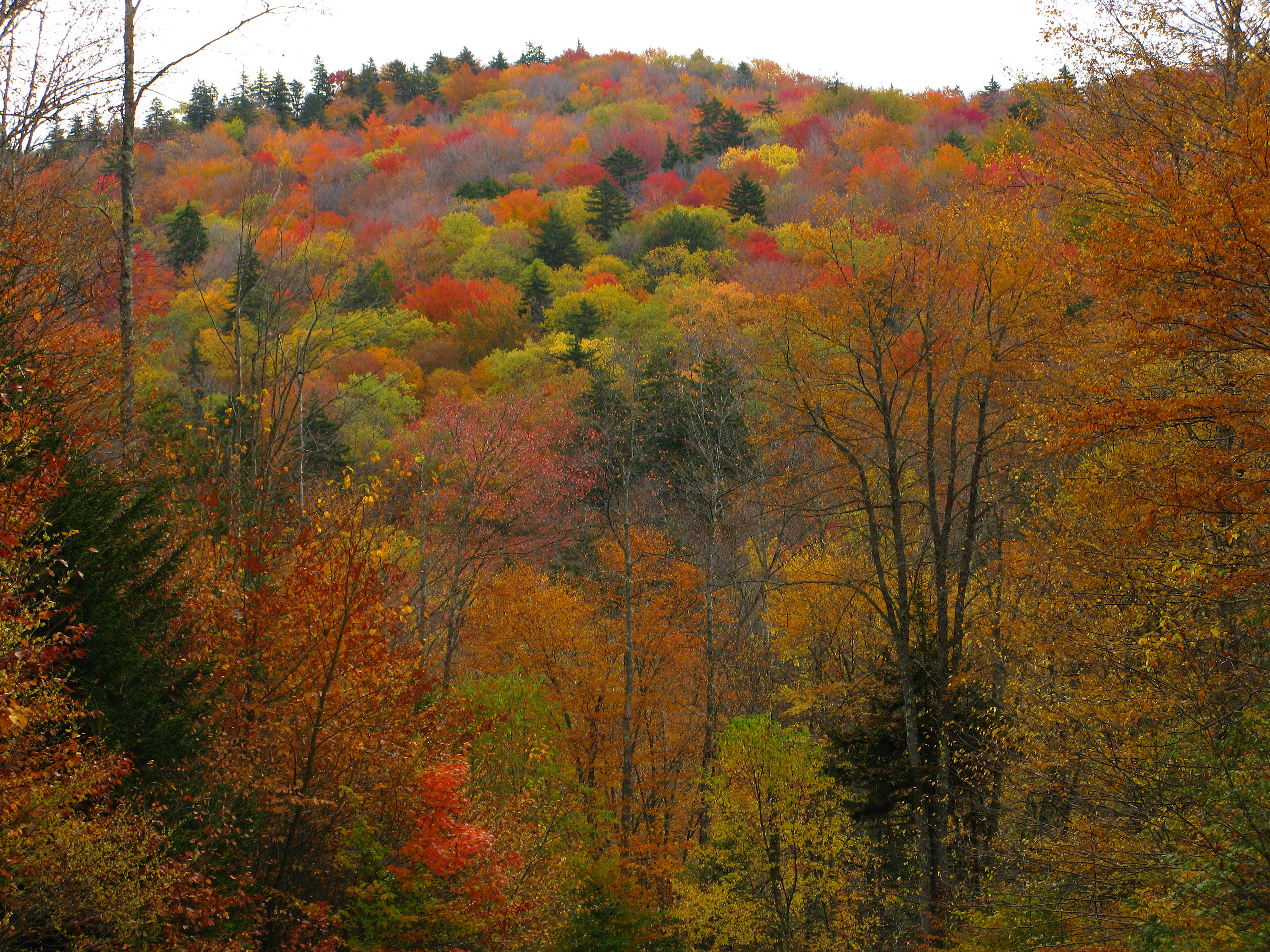 Autumn Colors Mountains | Mountain Views| Free Nature Pictures by