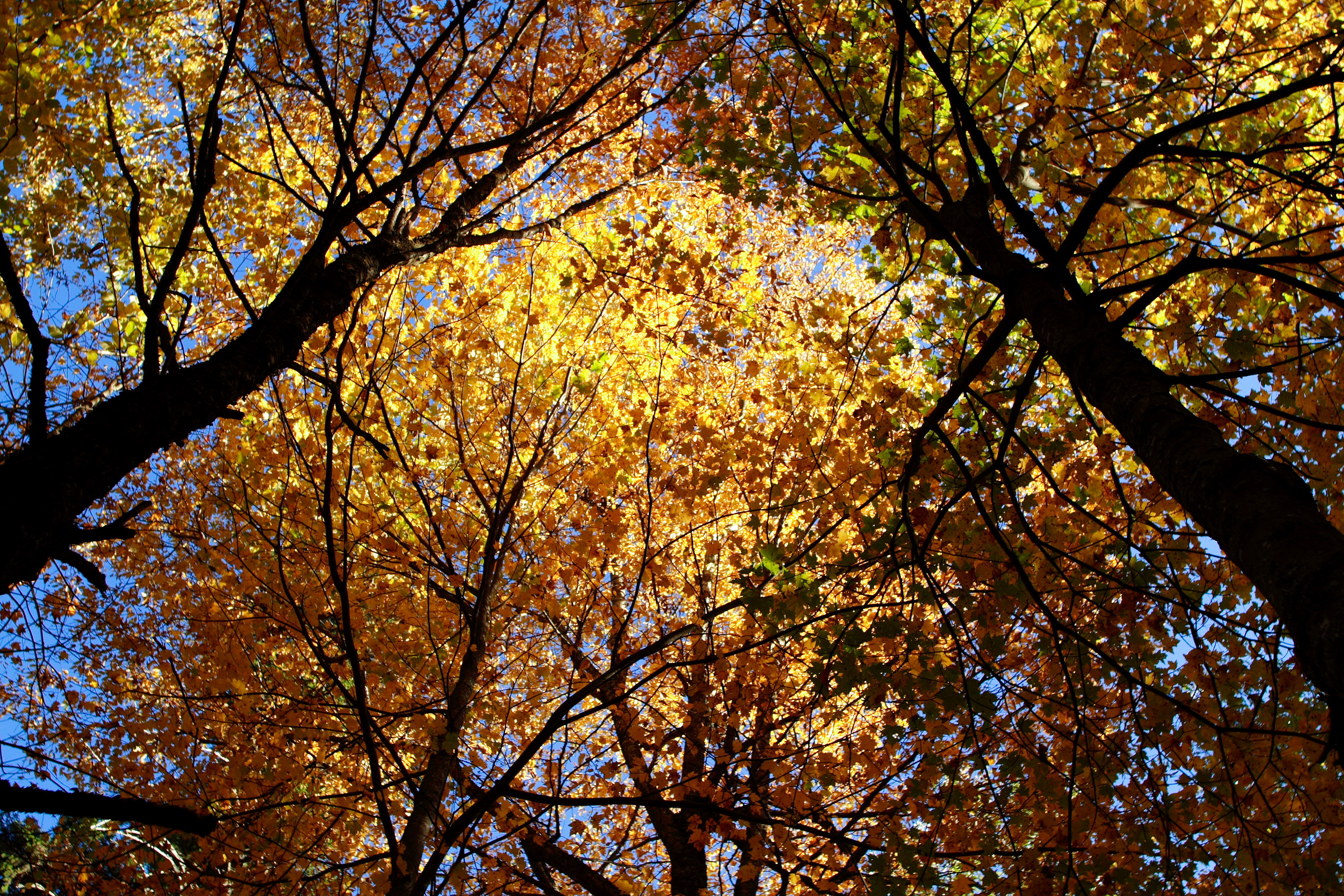 Fall Tree Tops | Trees| Free Nature Pictures by ForestWander Nature