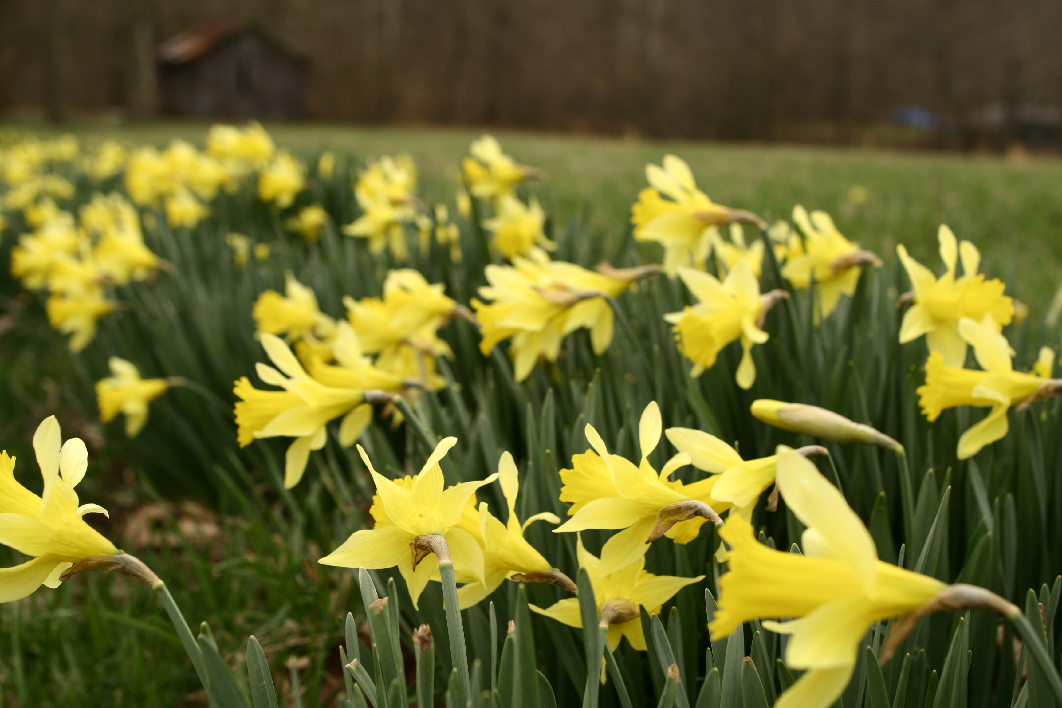 Field Of Yellow Daffodils Spring Flowers Free Nature Pictures By