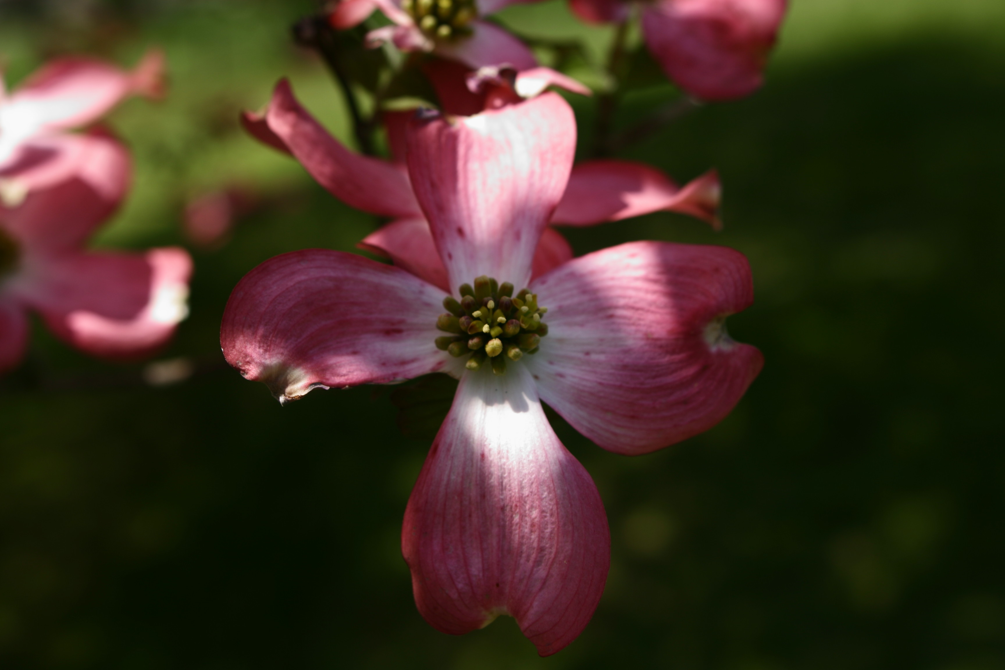 Dogwood+flower+pictures+free