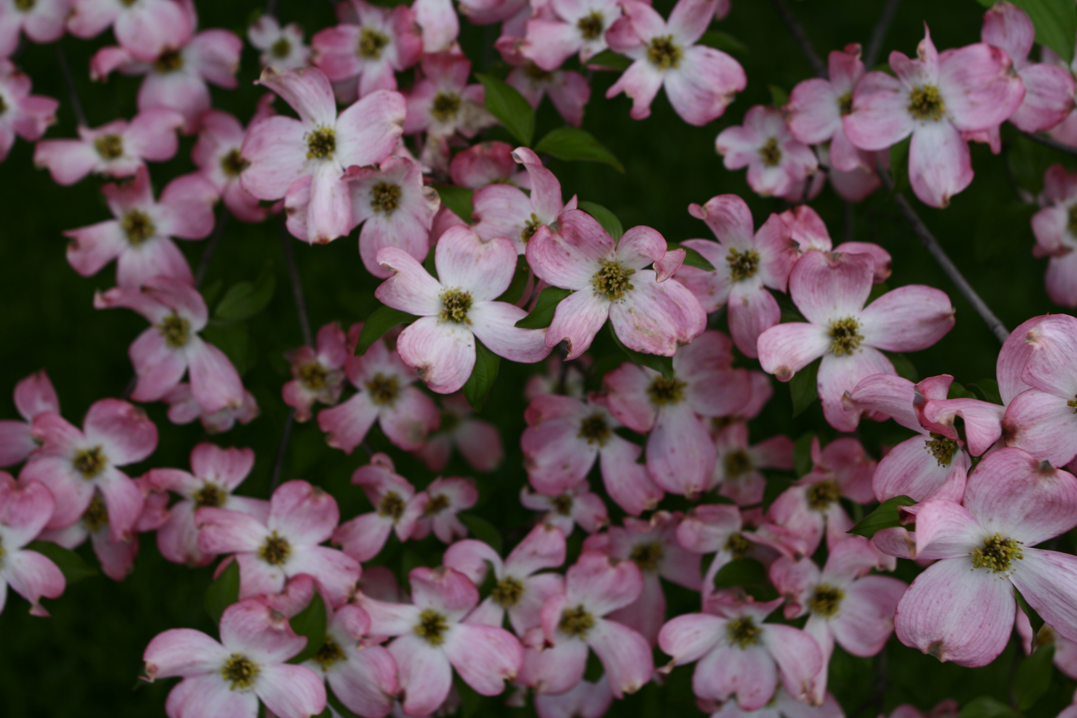Dogwood+tree+flower