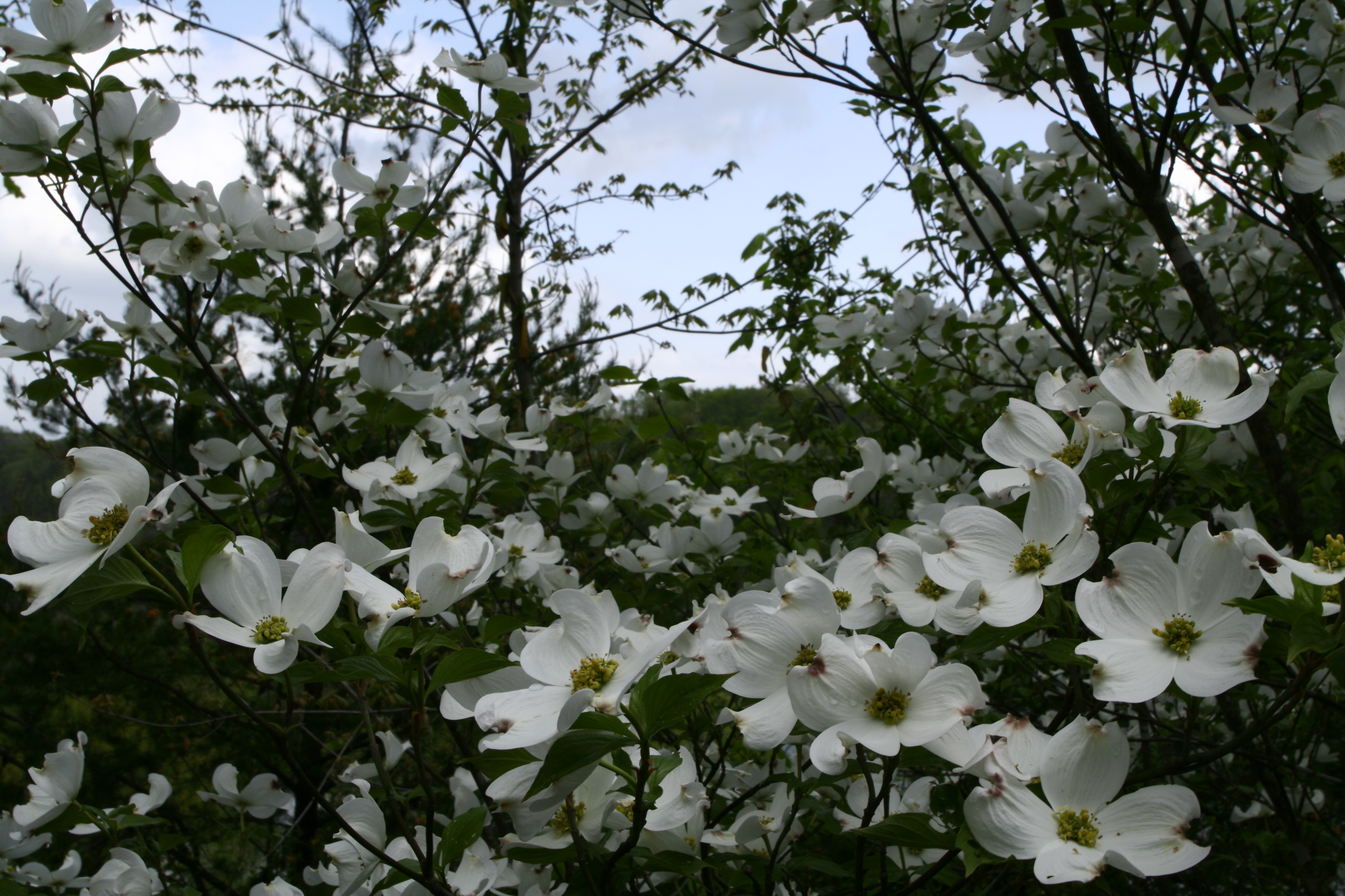 White Dogwood Tree Flowers Pictures