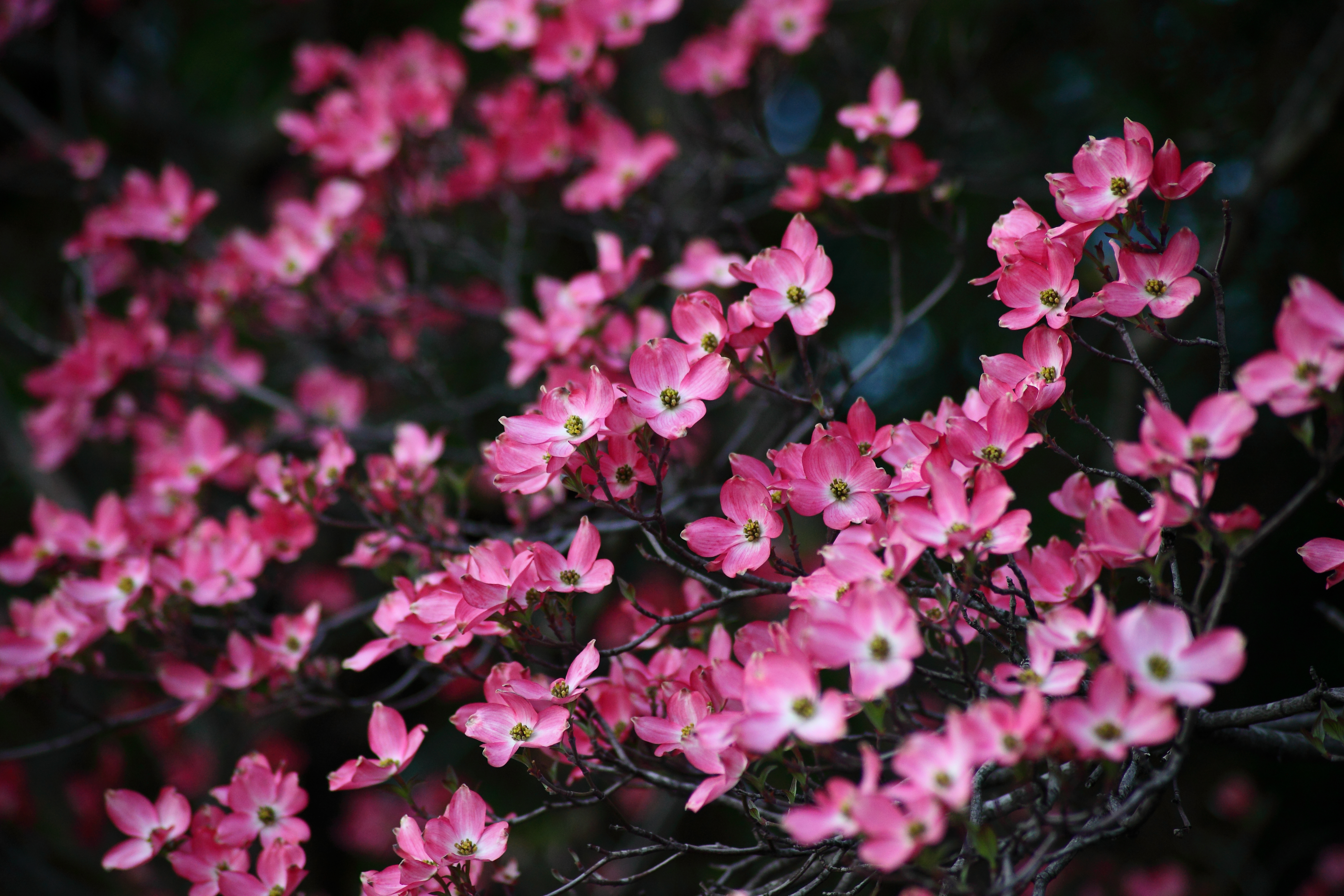 Dogwood+flower+pictures+free