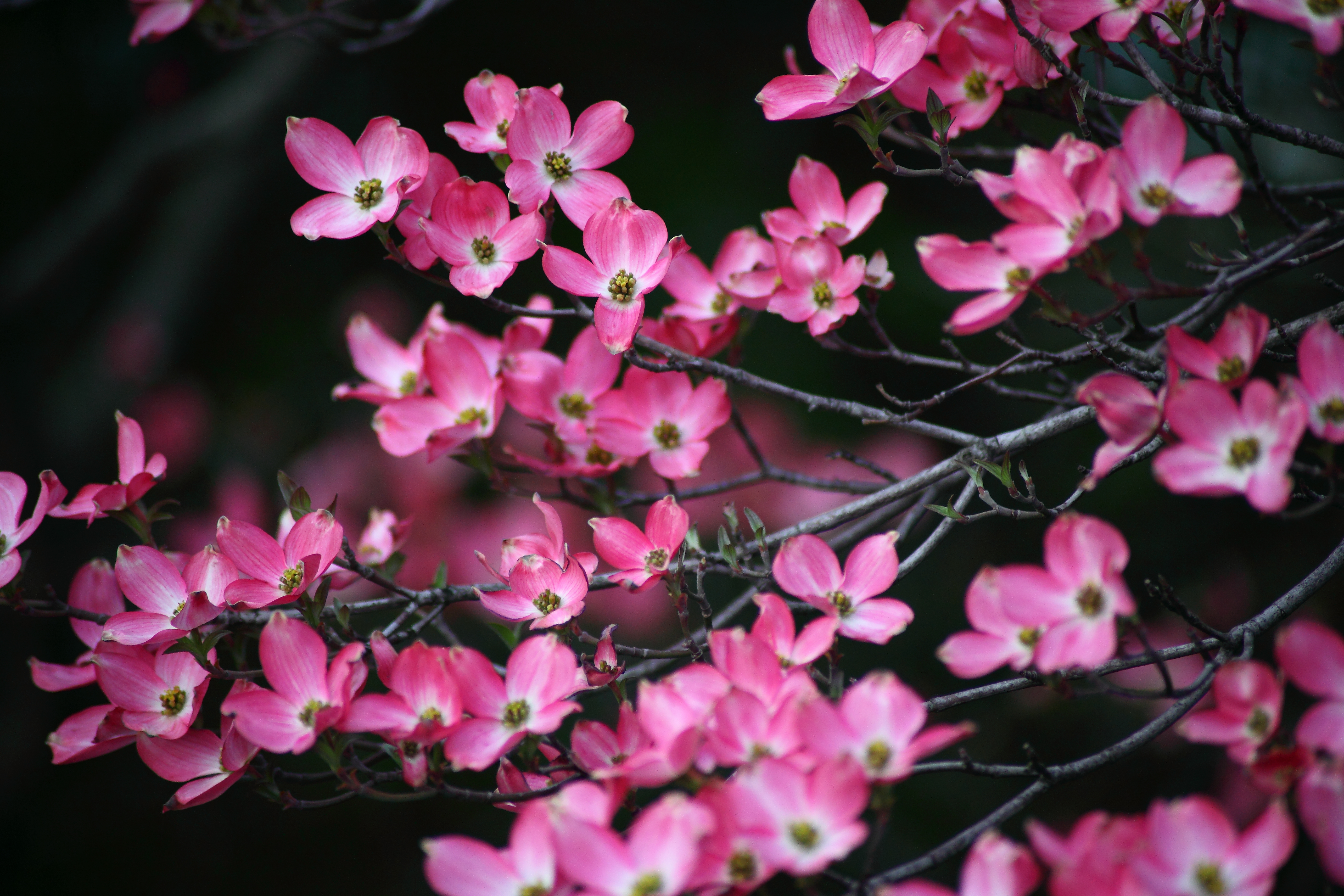 Dogwood+tree