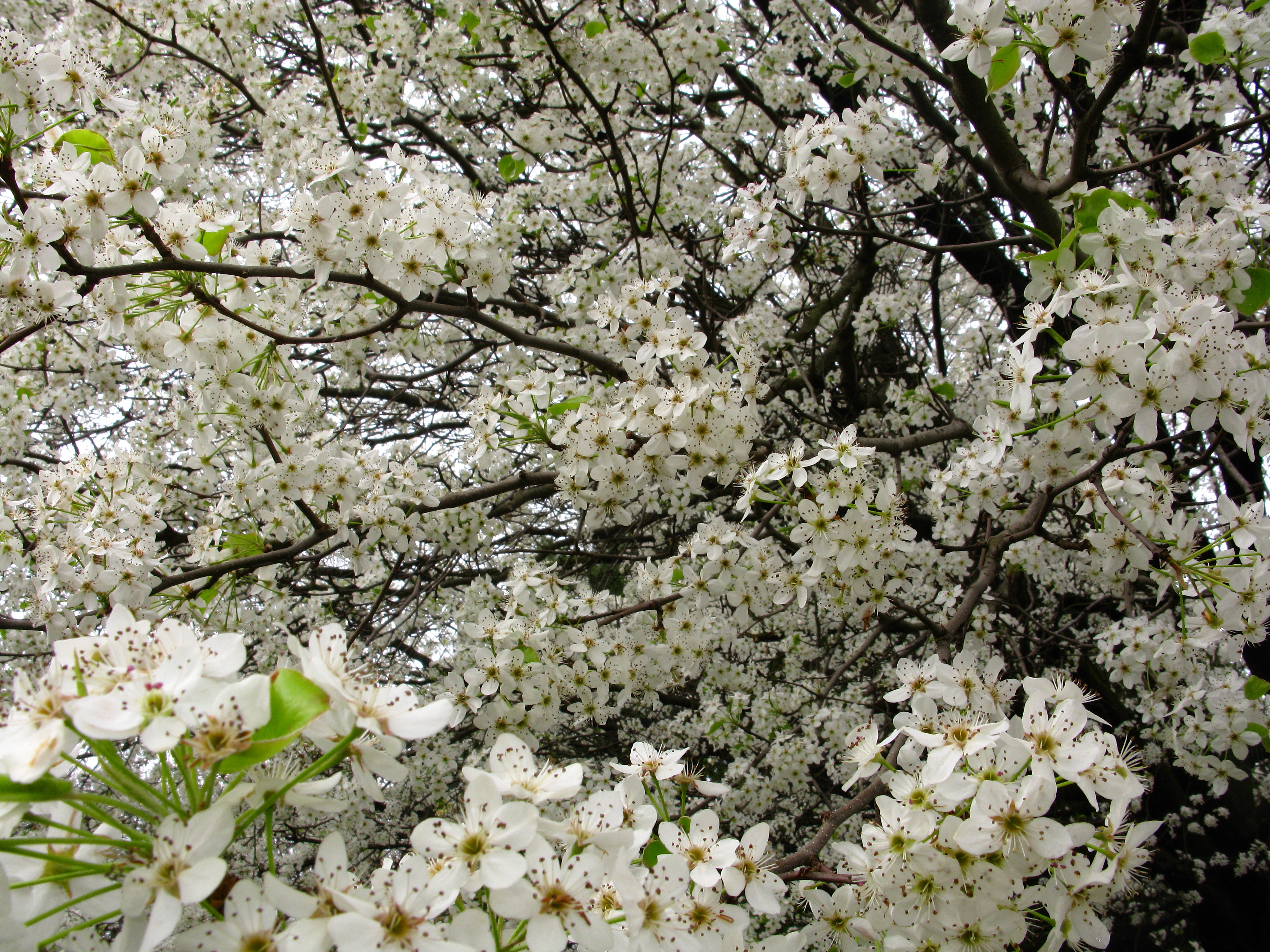 Exotic Flowers White Pear