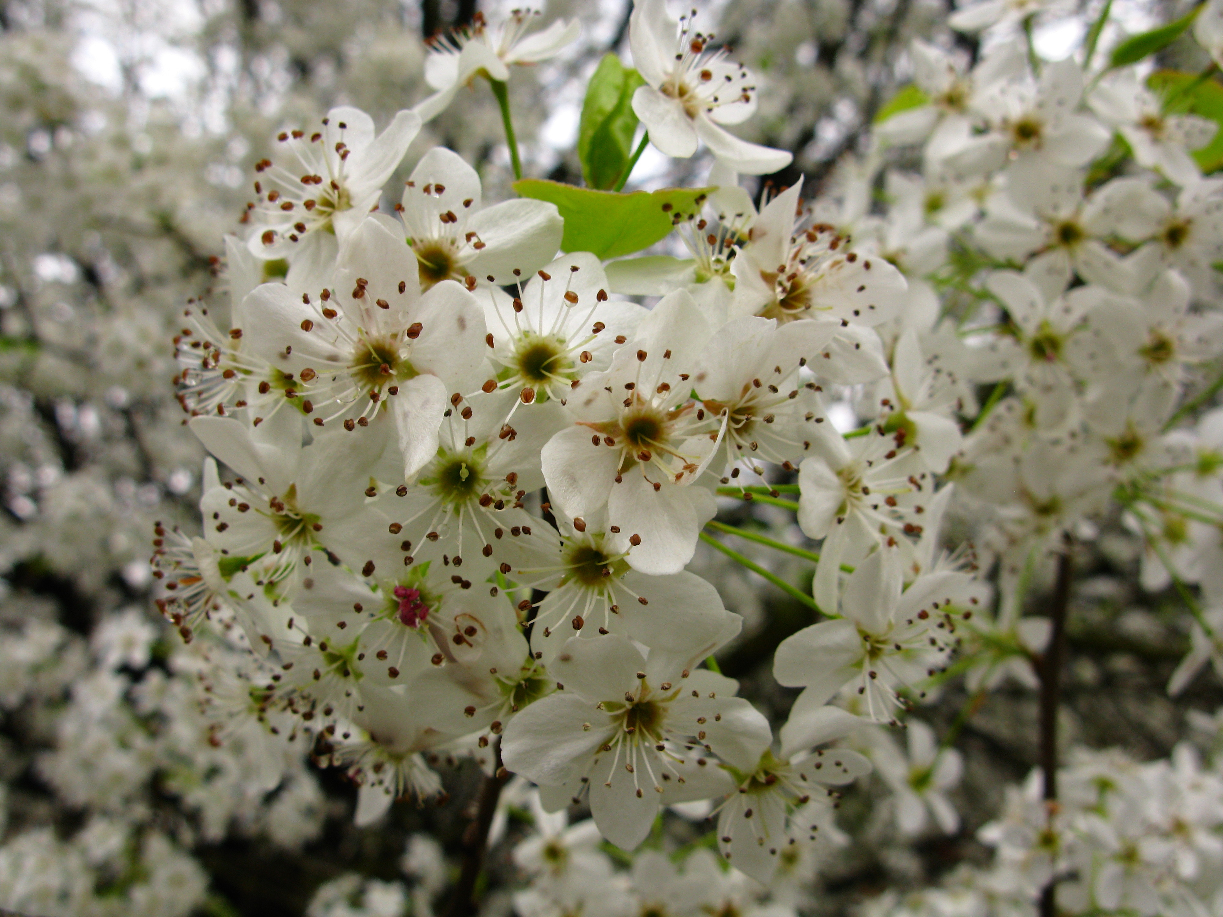 Types of Flowers White Pear